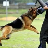 6 Best Dog Breeds For Security