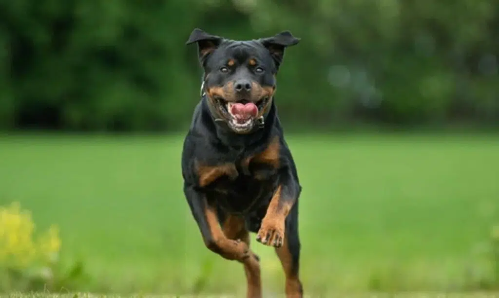 6 Best Dog Breeds For Security