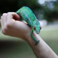 How To Care For Your Exotic Pet