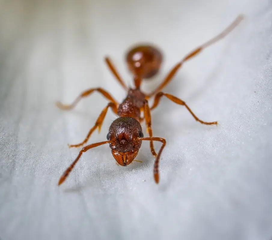 Common Household Bugs In Houston