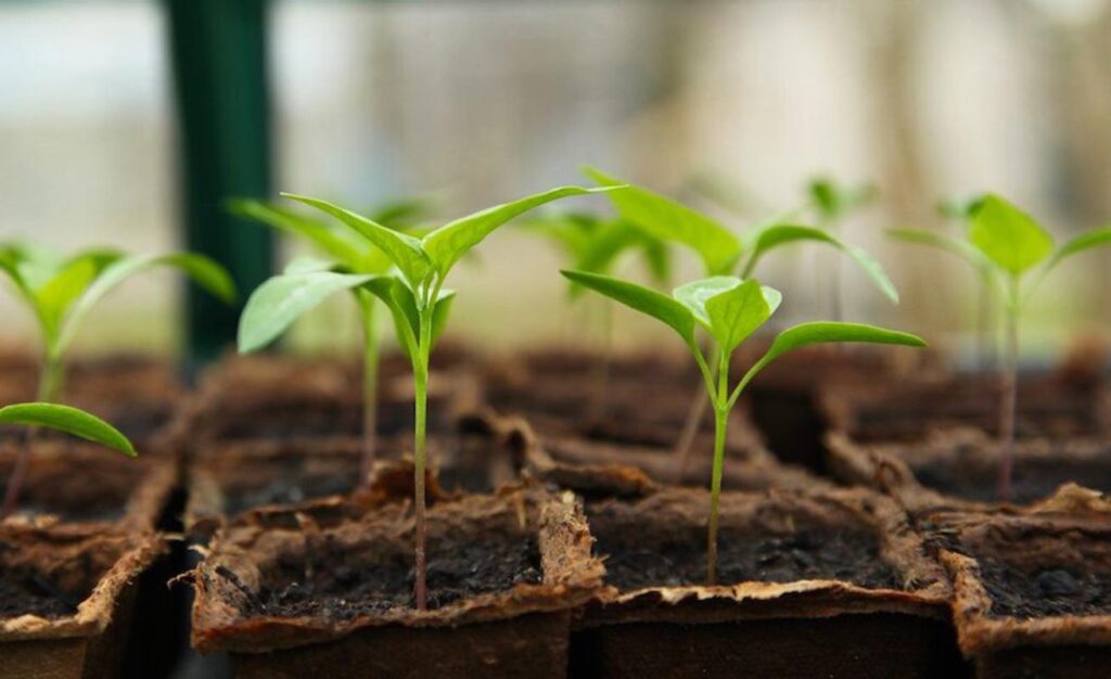 grow lights for vegetable seedlings