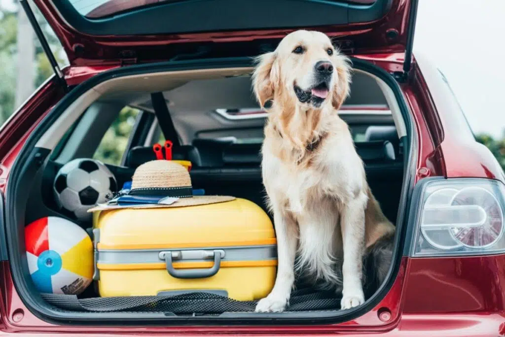 Tips And Tricks For Moving Cross Country With A Dog