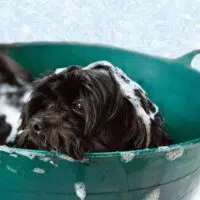 Best Dog Shampoos For Shredding