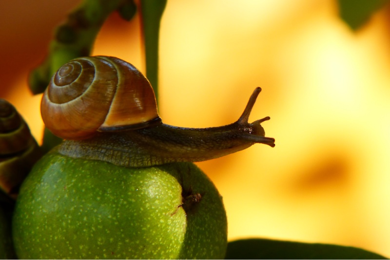 snail on a tree 