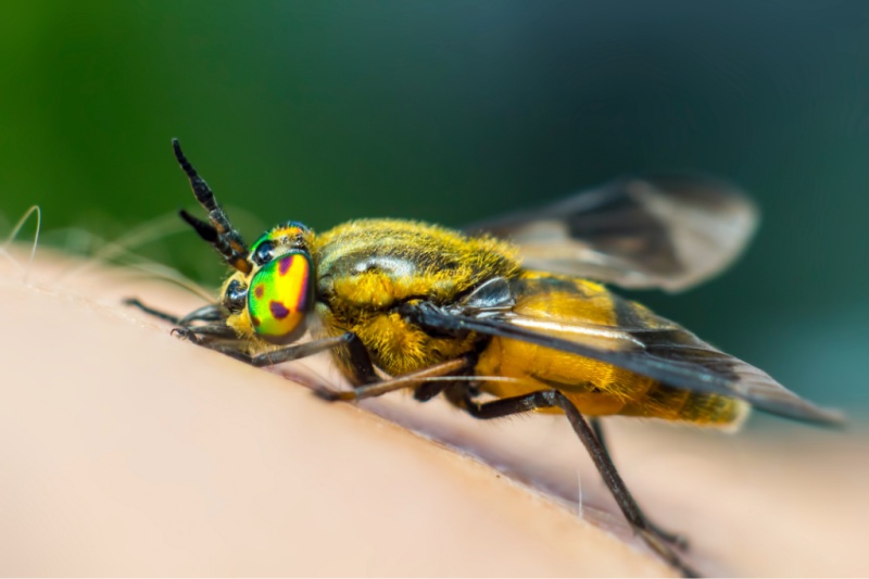 bee on a branch