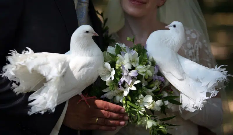 zoo wedding