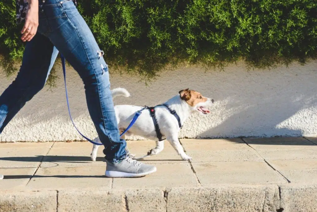Is A Dog Sitter Liable For Dog Bites