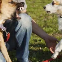Is A Dog Sitter Liable For Dog Bites