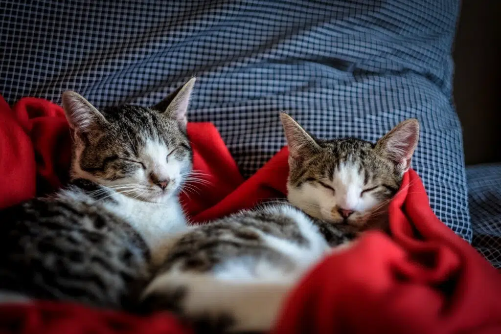 How To Prepare For A New Cat
