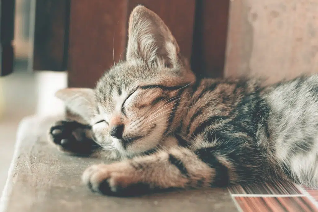 How To Prepare For A New Cat