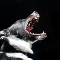 Manage The Risk- Dealing With Dog Aggression Effectively