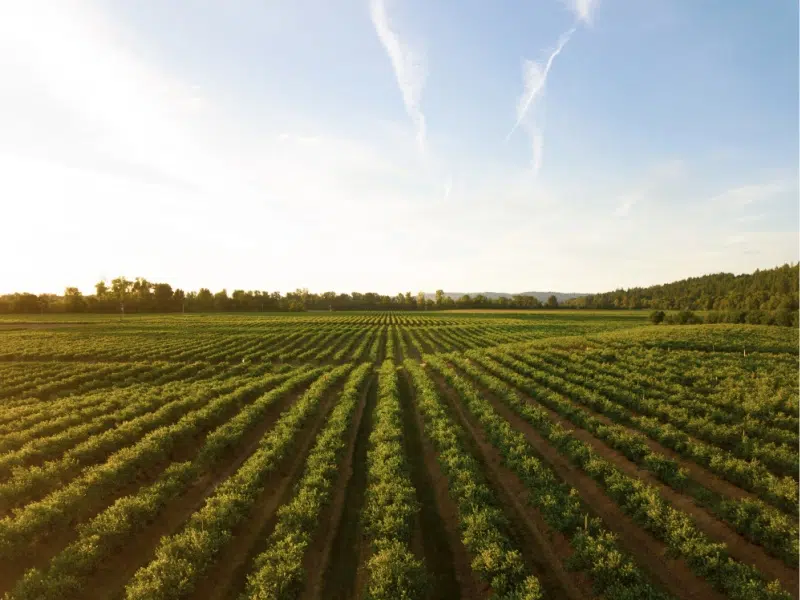 How to Make Your Farm More Sustainable