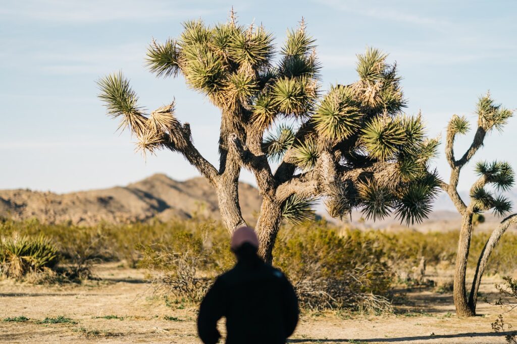 Things To Do In Joshua Tree For First-Timers