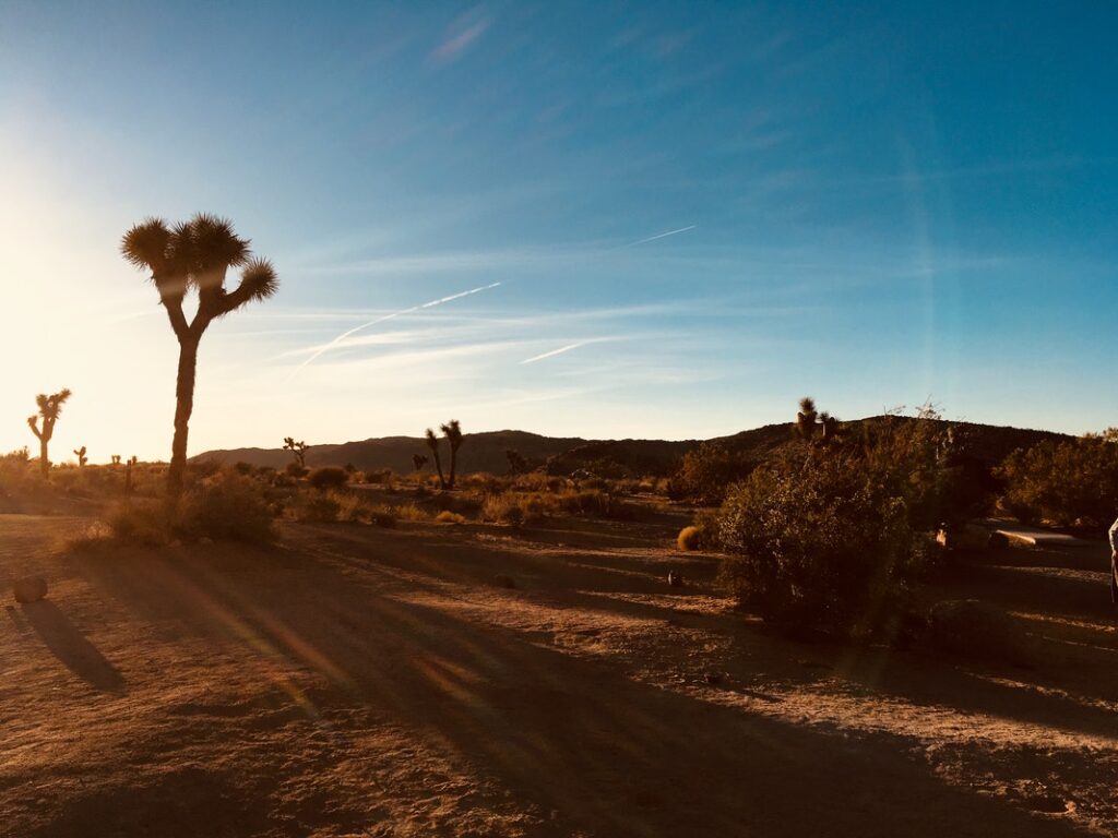 Things To Do In Joshua Tree For First-Timers