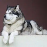 5 Best Family-Friendly Dog Breeds To Consider