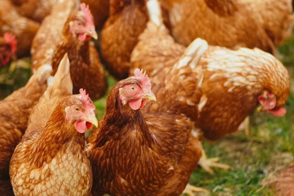 How Much Does It Typically Cost To Raise Chickens?