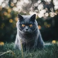 5 Jobs Where A Cat Truly Shines