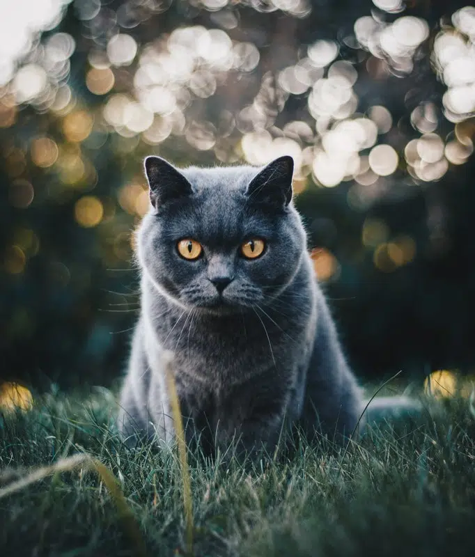 5 Jobs Where A Cat Truly Shines