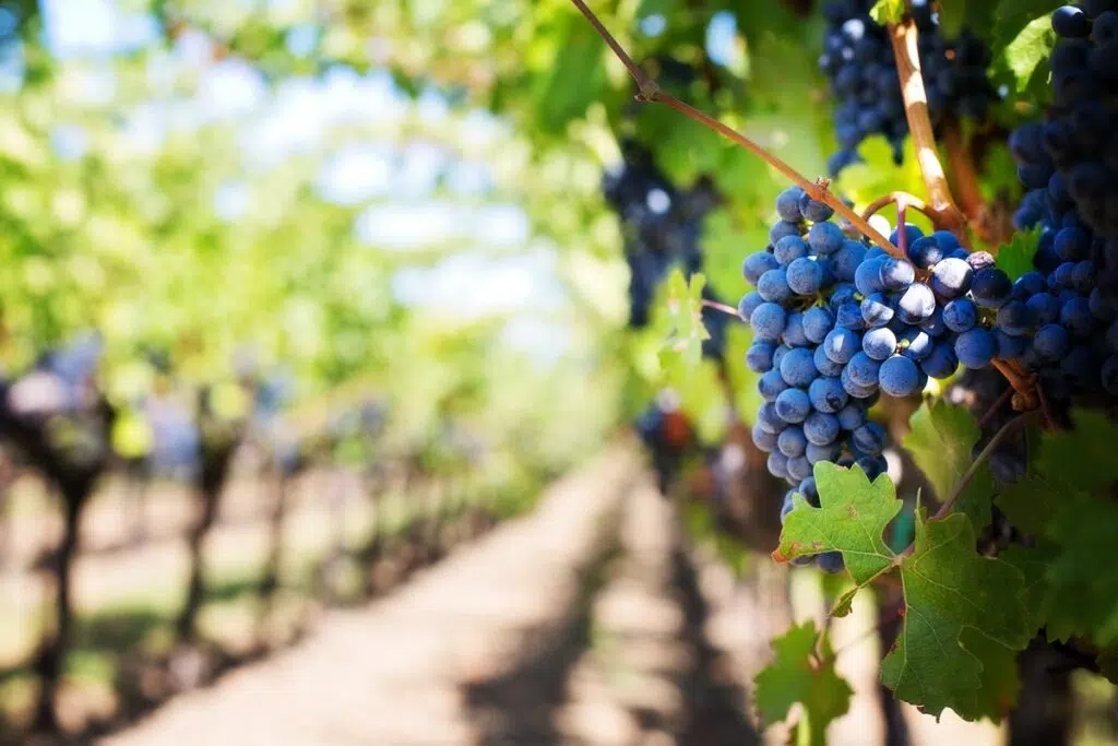 Are You A Wine Lover? 5 Must-Visit Vineyards