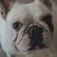 How Is Growing Up With A Pet a Good Thing For A Child?