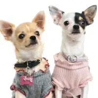 Adorable DIY Accessories Every Dog Needs