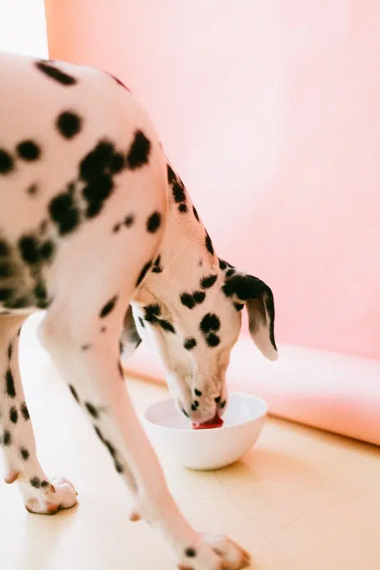Choosing The Best Food for Your Dog