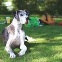 A Guide For Taking Care Of Large Dogs