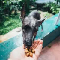 Choosing The Best Food for Your Dog