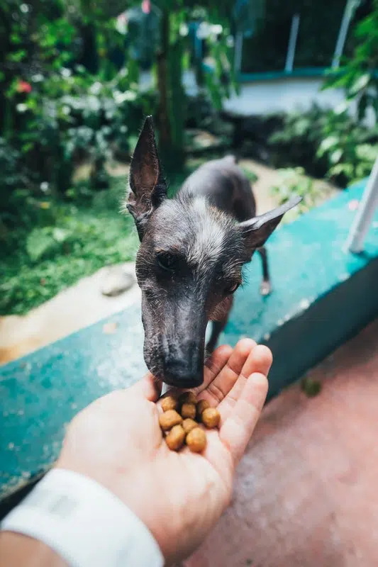 Choosing The Best Food for Your Dog
