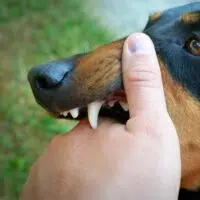 What Leads To Domestic Animal Attacks?