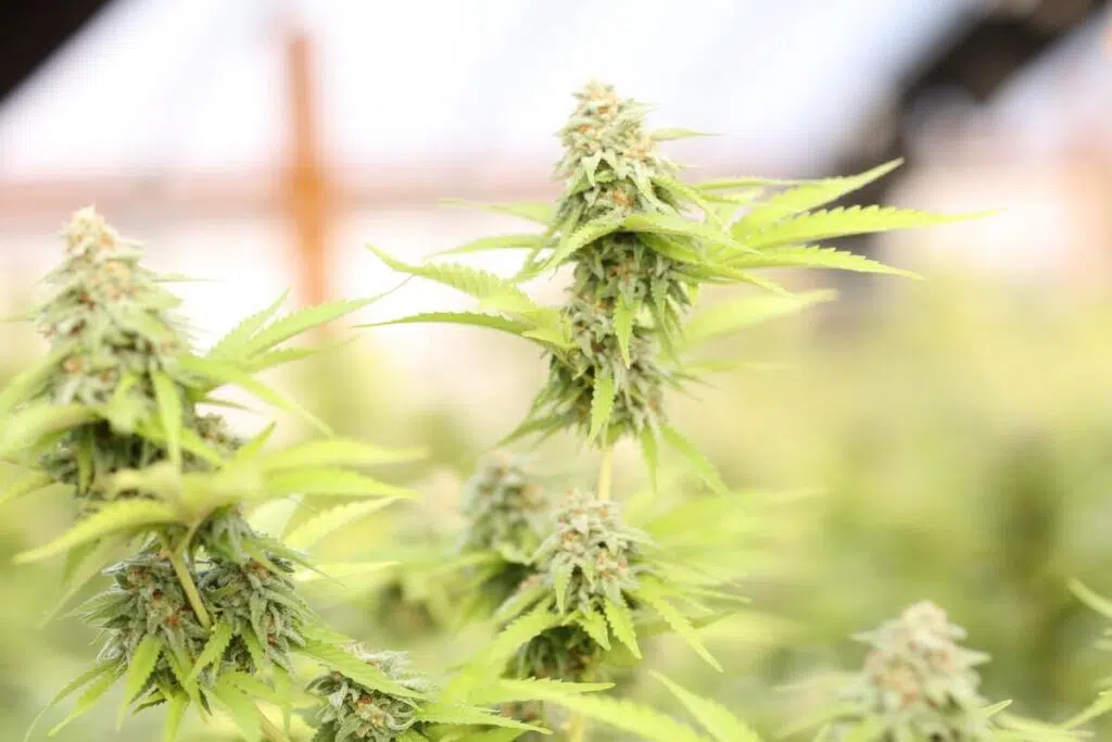 Weed’s Role In Ancient History