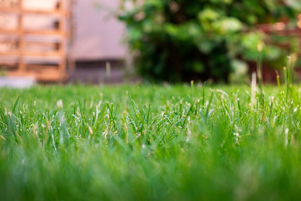 How To Install Artificial Grass For Pets