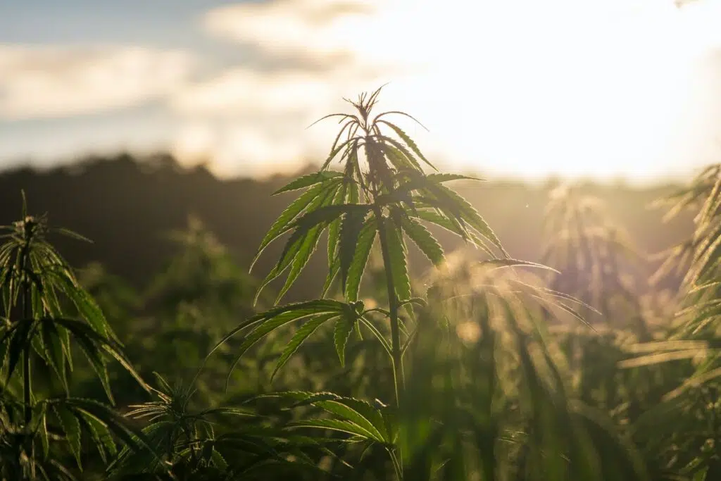 How Hemp Flower Can Help You To Sleep Better