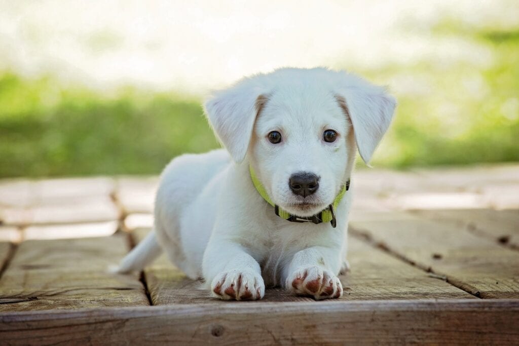 Dangerous Foods For Small Puppies