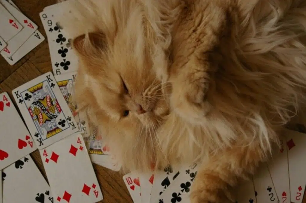 How To Choose The Best Online Casino?