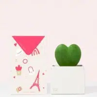 Celebrate The People In Your Life With A Succulent Plant