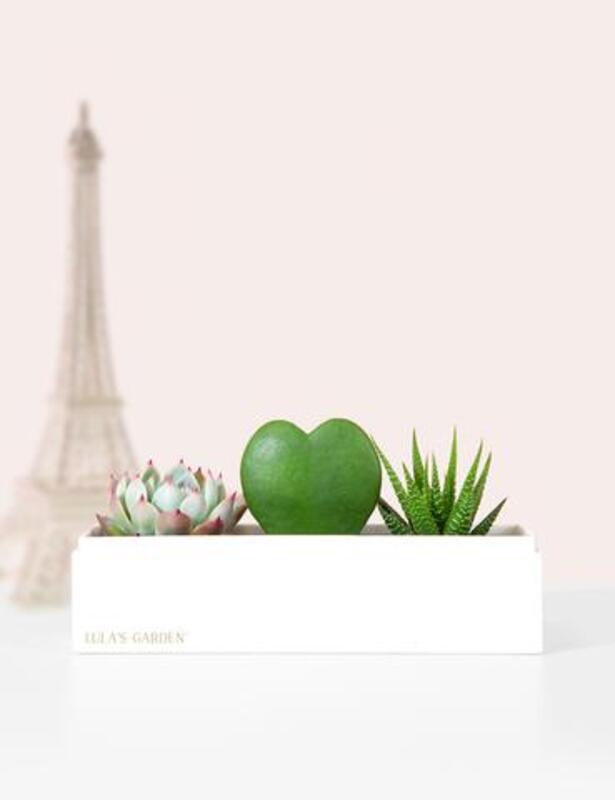 Celebrate The People In Your Life With A Succulent Plant