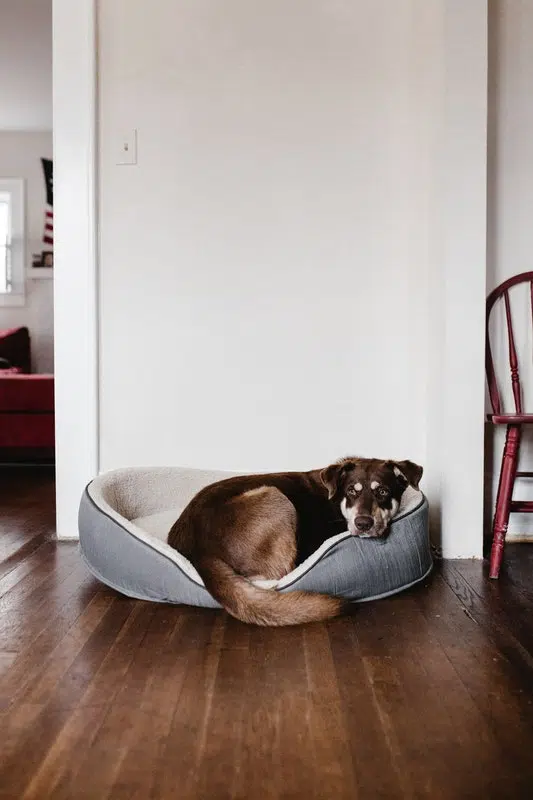 Home Best Buys For 2021
