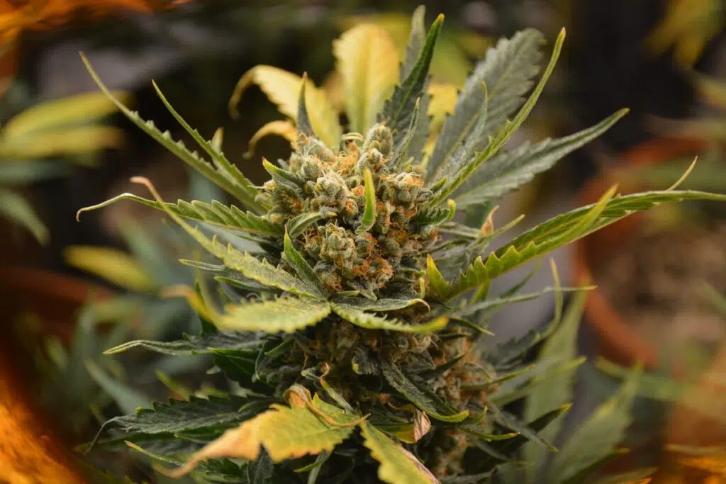 A Balance Between Indica And Sativa; The Top 5 Balanced Strains Available Today