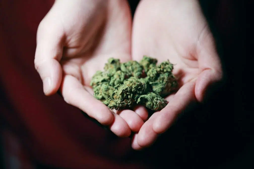 A Balance Between Indica And Sativa; The Top 5 Balanced Strains Available Today