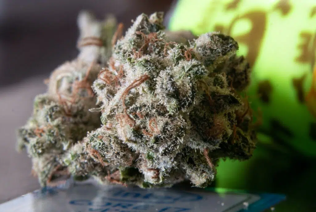 A Balance Between Indica And Sativa; The Top 5 Balanced Strains Available Today