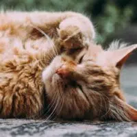 Healthy Cats Mean Healthy Owners