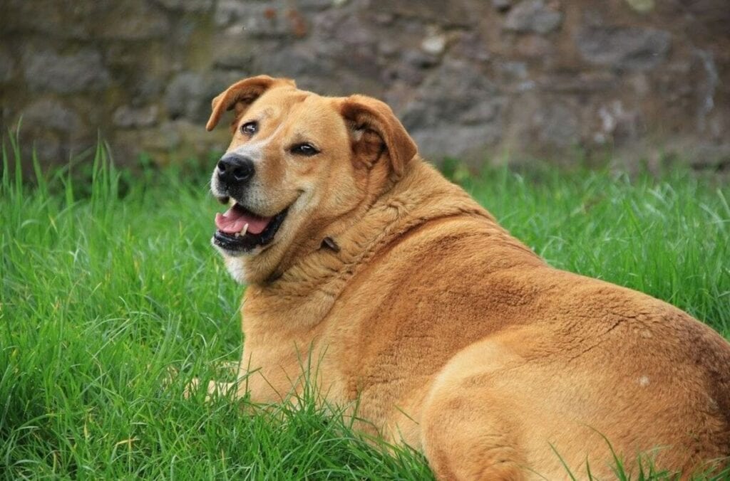 Obesity In Dogs: Recognizing It And How You Can Help