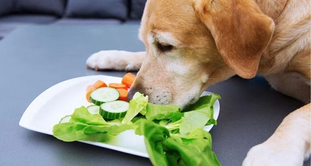 Obesity In Dogs: Recognizing It And How You Can Help