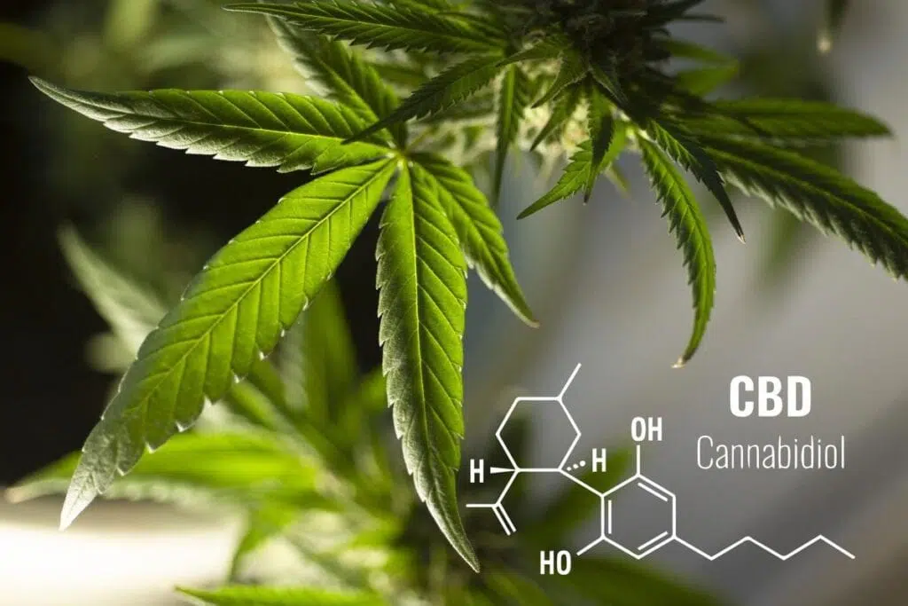 An Introduction To All Things CBD
