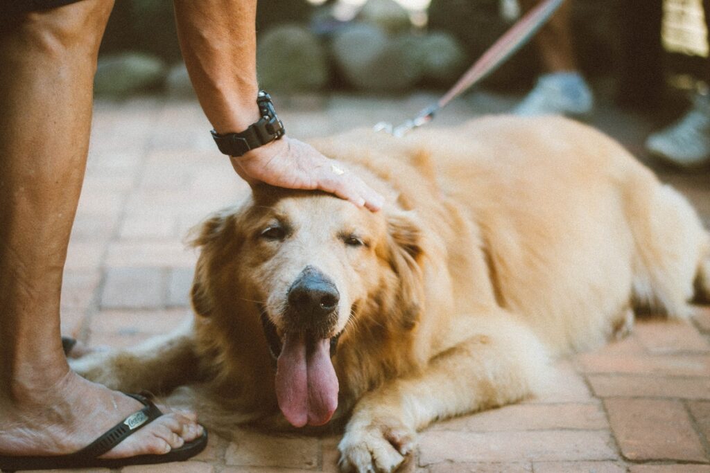 6 Tips To Pet A Dog The Right Way