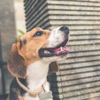 7 Essential Supplies To Get Before You Adopt A Dogṣ