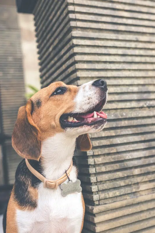 7 Essential Supplies To Get Before You Adopt A Dogṣ