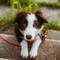 6 Tips To Pet A Dog The Right Way