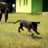 4 Interesting Factors To Consider Before Buying A Dog Training Collar